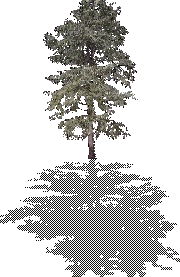 shadowed tree3m
